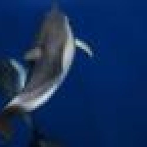 small598_1_1301961888